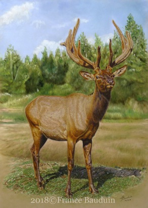 Velvet Wapiti - 76 hours
Sand Pastelmat Board
26.5" x 19"
Ref: My own photo